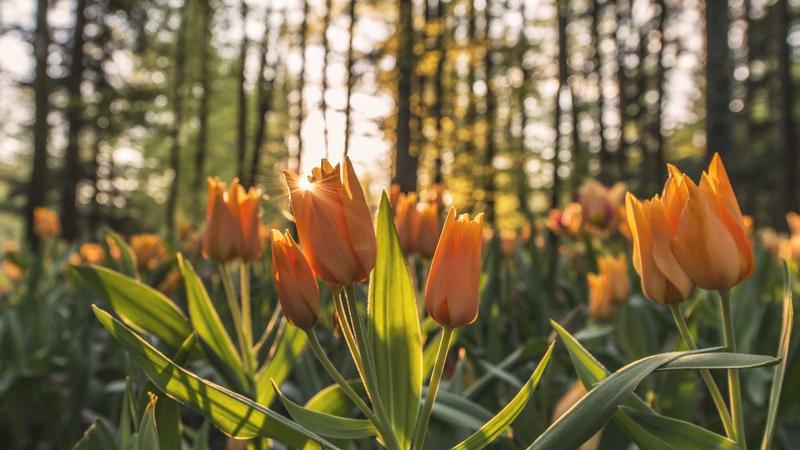 Teaching Emotional Intelligence: Why It Matters More Than You Think
